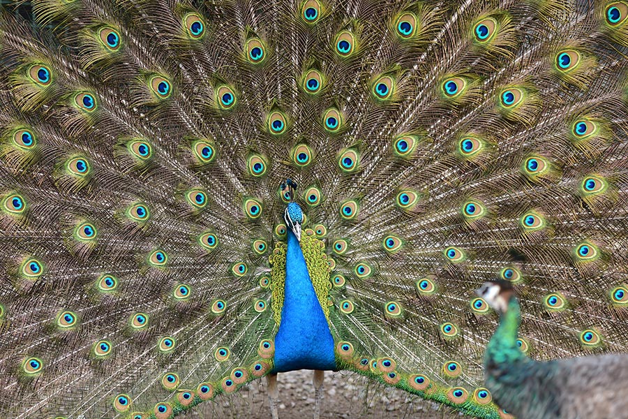 Farmer couple finds wealth in raising peacocks