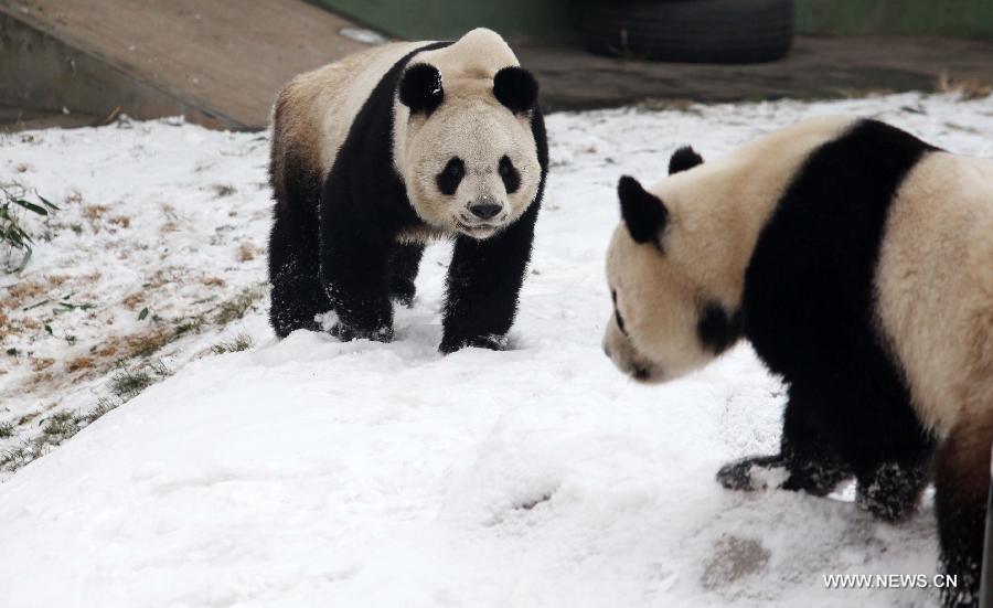 Snow brings joy to pandas