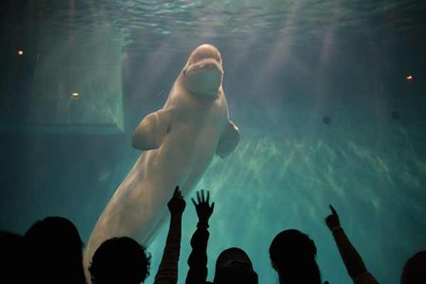 Glimpse of marine life at Dalian ocean parks