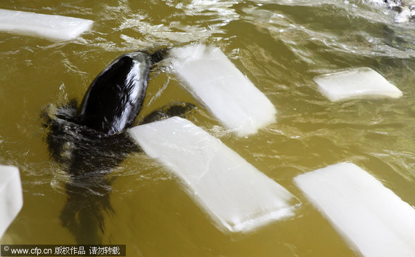 Animals stay cool in summer heat