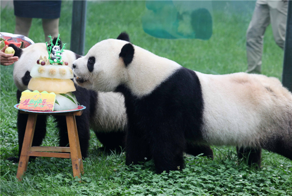 What do pandas like for birthdays?