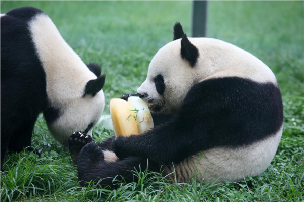 What do pandas like for birthdays?