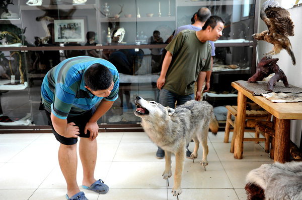 Wolf man of the mountains with 80 wolves