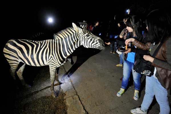 Night safari