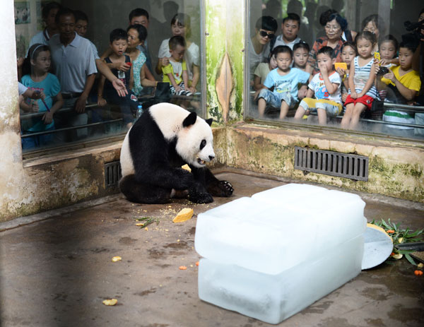 Giant panda turns 8 in C China zoo