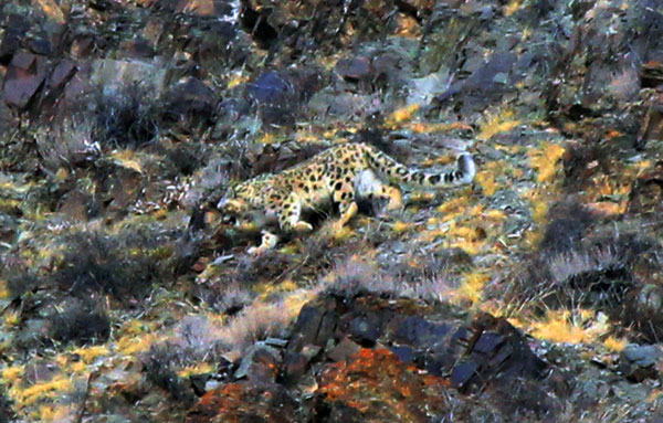 Snow leopard spotted in NW China