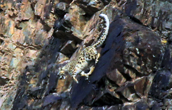 Snow leopard spotted in NW China