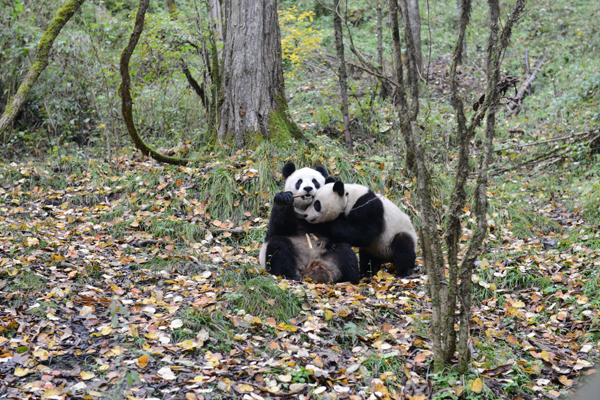 Panda set for a walk on the wild side