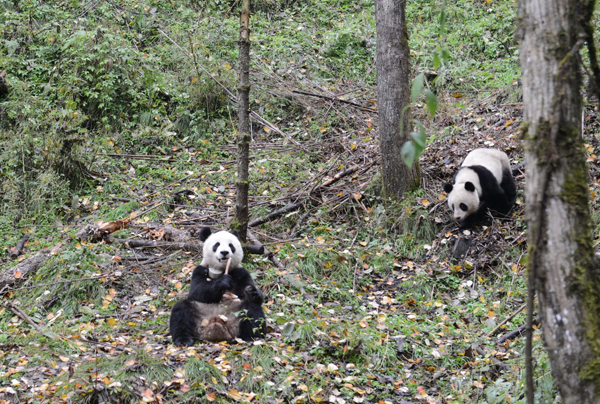 Panda set for a walk on the wild side