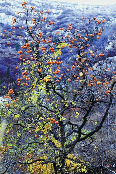 Villages of persimmons