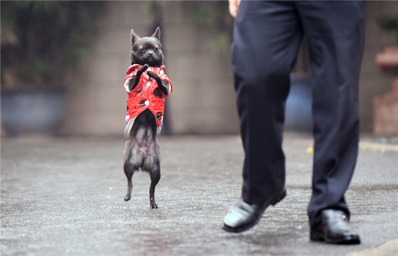 Walking dog in SW China