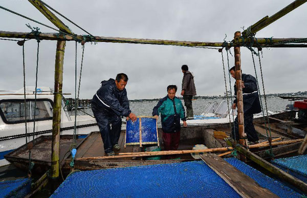 Crab harvest in China's Yangcheng Lake