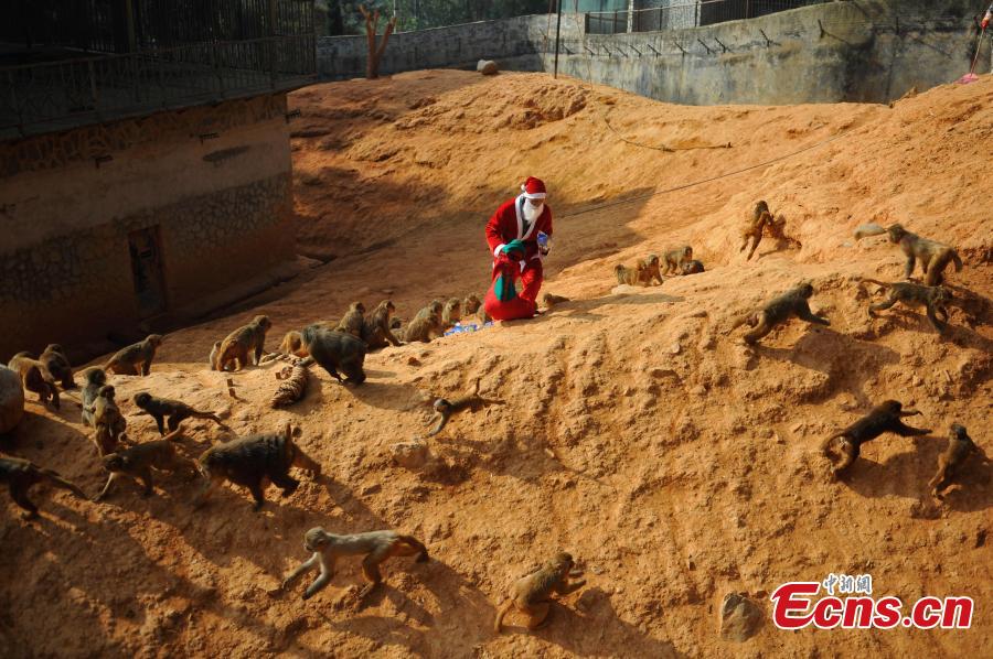 Monkeys receive Christmas treat