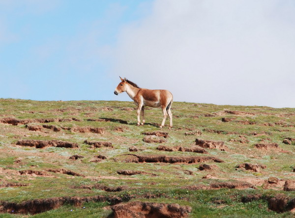 Qinghai to promote Kekexili's bid for world heritage status