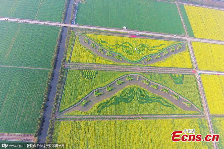 'Silk Road' captured in planted field