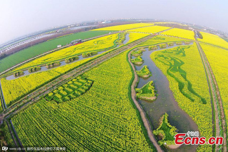 'Silk Road' captured in planted field