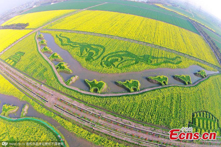 'Silk Road' captured in planted field