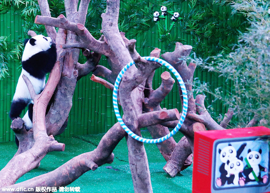 Only living panda triplets celebrate first birthday