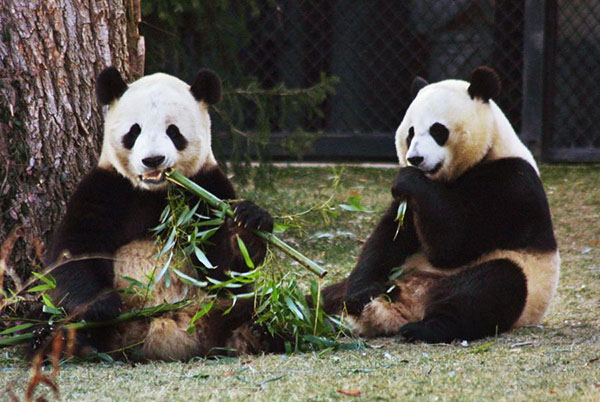 Giant panda Mei Xiang at US zoo expected to give birth soon