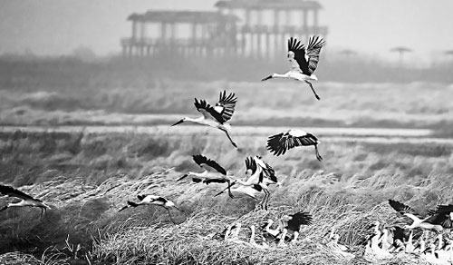 Endangered storks flock to reserve in record numbers