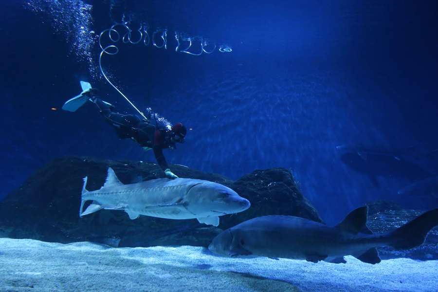 Biggest wild Chinese sturgeon seeks treatment in Beijing