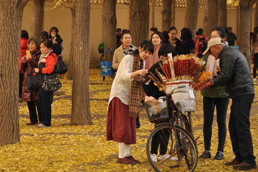 Ginkgo trees shed their leaves to welcome new season