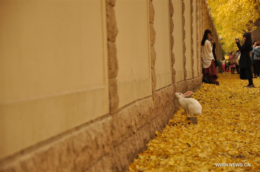 Ginkgo trees shed their leaves to welcome new season