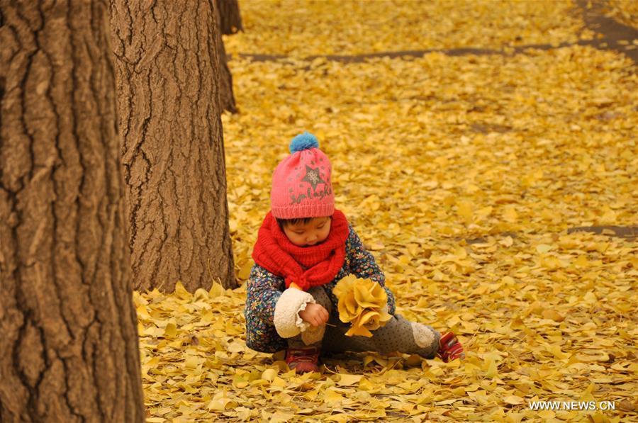 Ginkgo trees shed their leaves to welcome new season