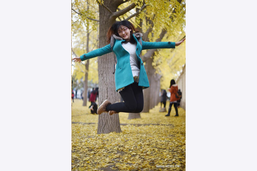 Ginkgo trees shed their leaves to welcome new season