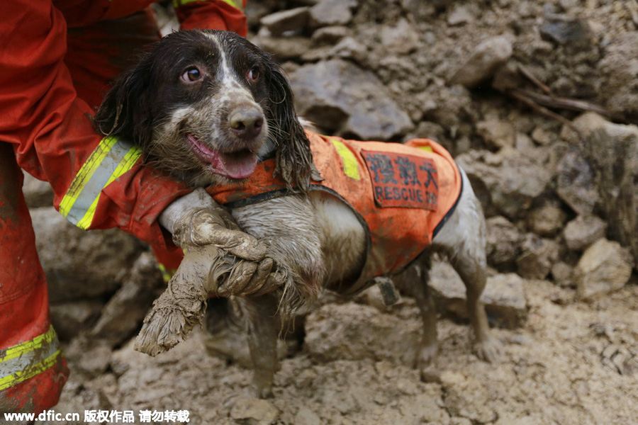 Four-legged friends prove invaluable in disaster zones