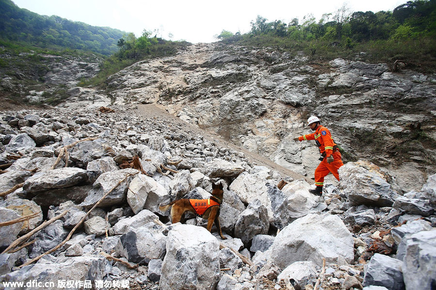 Four-legged friends prove invaluable in disaster zones