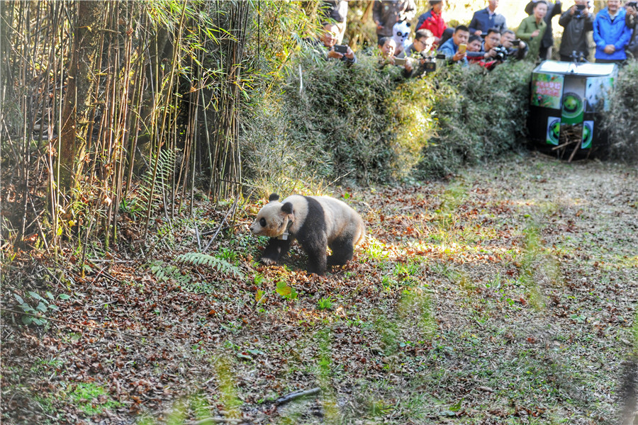 Fifth panda released into the wild in Sichuan