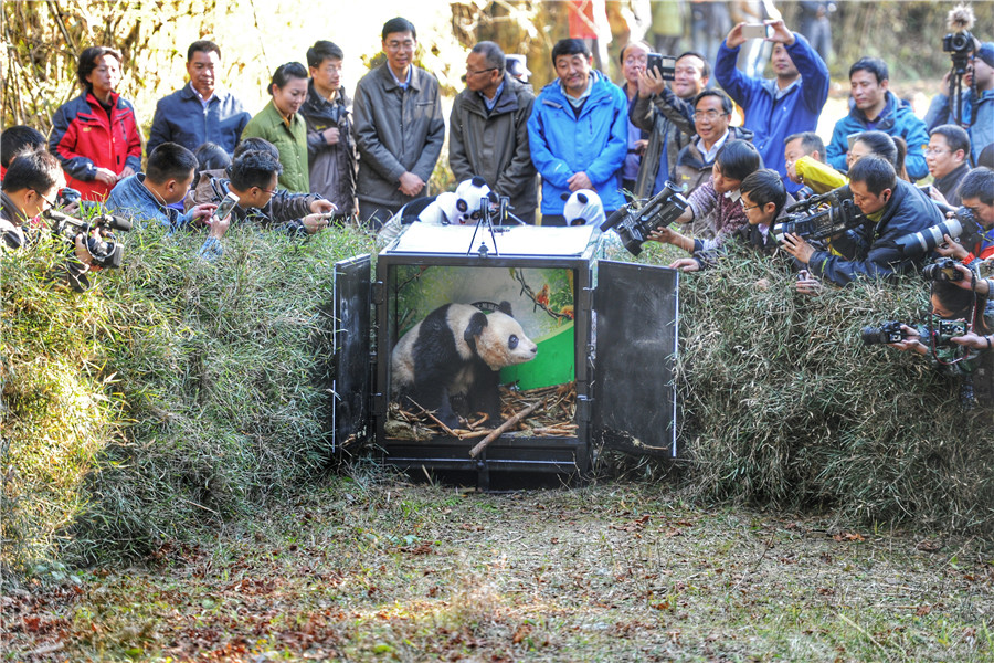 Fifth panda released into the wild in Sichuan