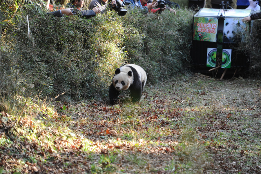 Fifth panda released into the wild in Sichuan