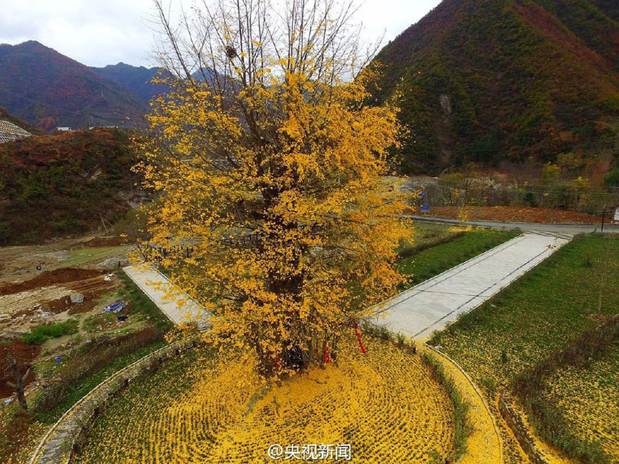 4,000-yr-old Ginko Tree in Northwest China