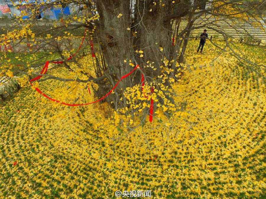 4,000-yr-old Ginko Tree in Northwest China