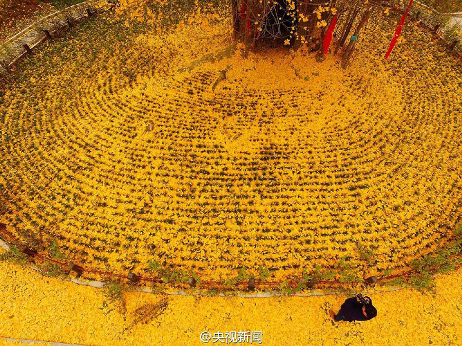 4,000-yr-old Ginko Tree in Northwest China