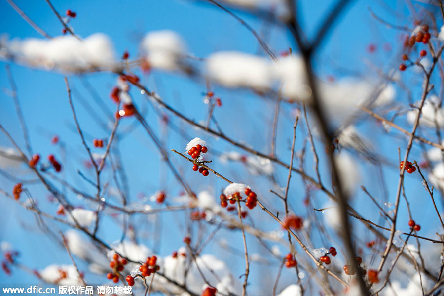 Snow-clad scenery in the Great Wall