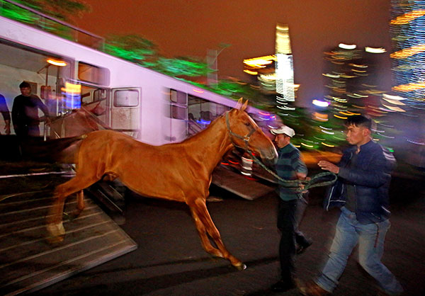 Equine arrival