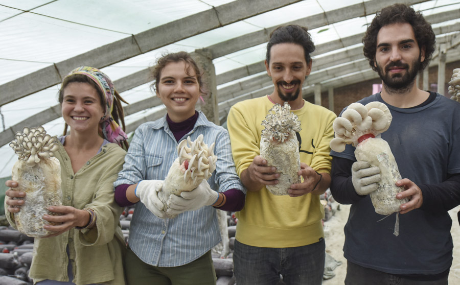 Foreigners learn mushroom cultivation skills in Xi'an