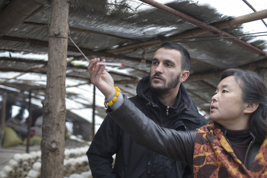 Foreigners learn mushroom cultivation skills in Xi'an