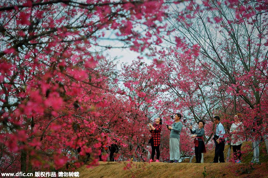 Visitors enjoy cherry blossoms in South China's Guangdong