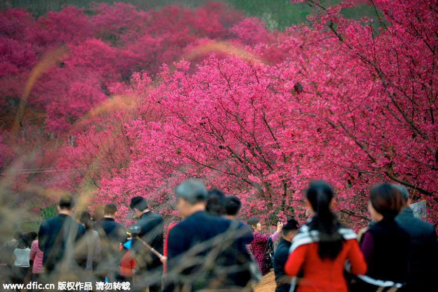 Visitors enjoy cherry blossoms in South China's Guangdong