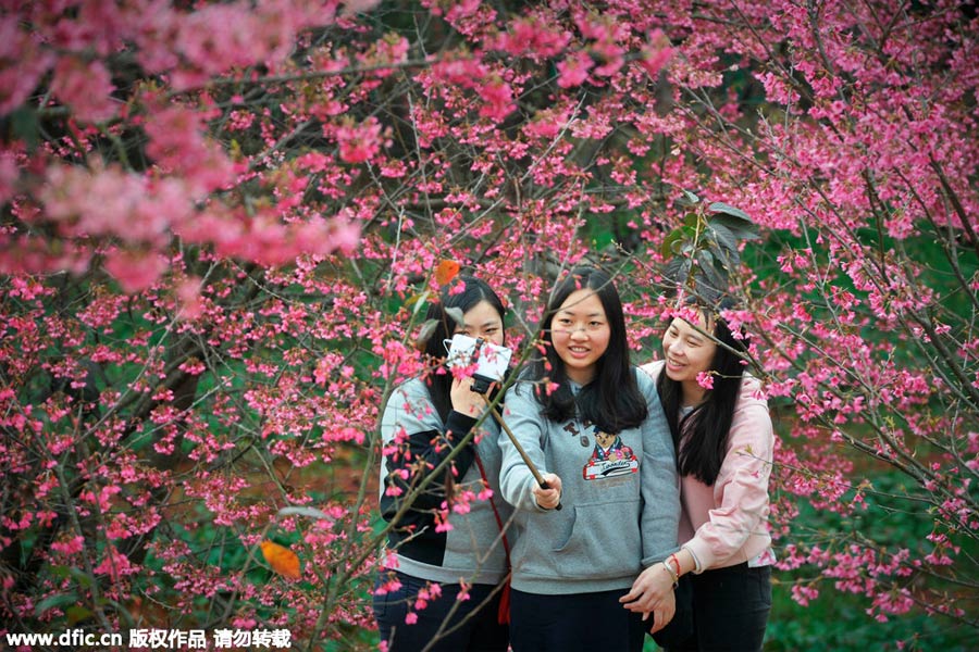 Visitors enjoy cherry blossoms in South China's Guangdong