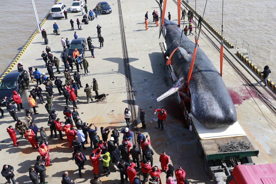 One of the two dead sperm whales in East China salvaged