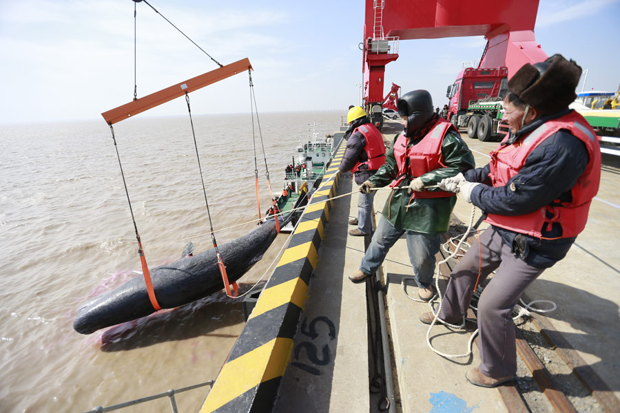 One of the two dead sperm whales in East China salvaged