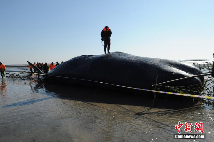 One of the two dead sperm whales in East China salvaged