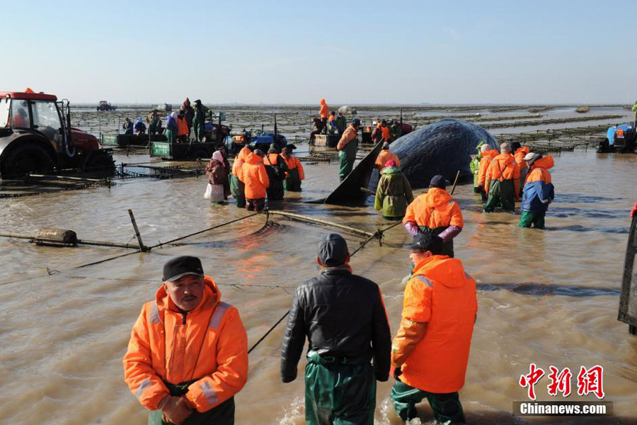 One of the two dead sperm whales in East China salvaged