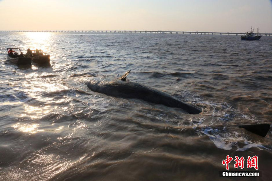 One of the two dead sperm whales in East China salvaged