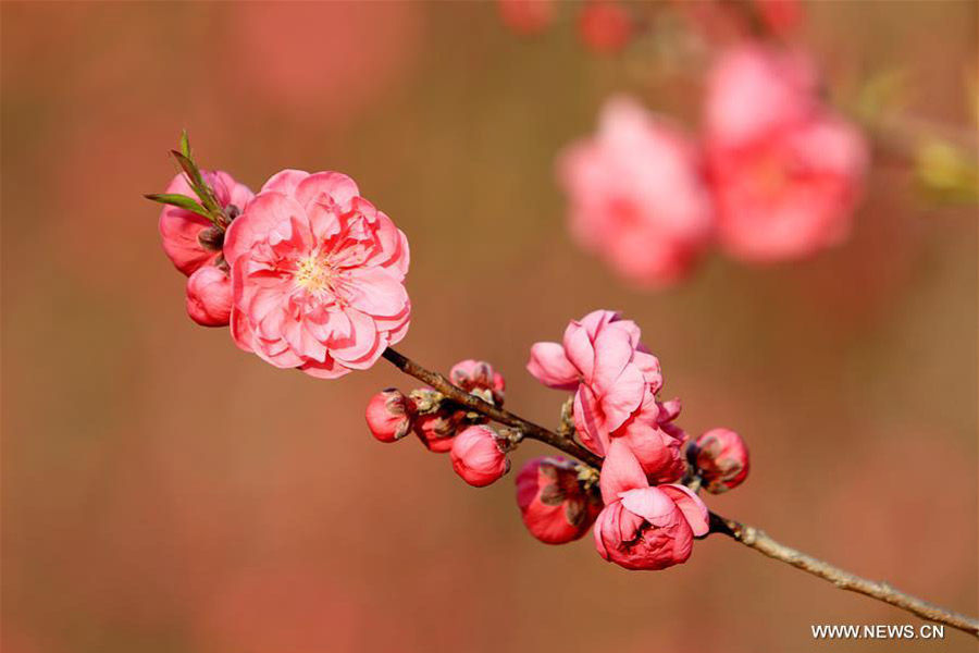 Trees blossom across China as temperature rises